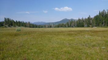 Top of Meadow