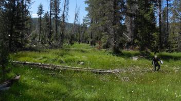 Top of Meadow