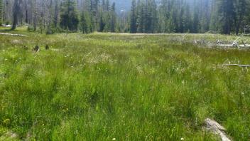 Top of Meadow