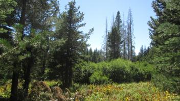 Top of Meadow