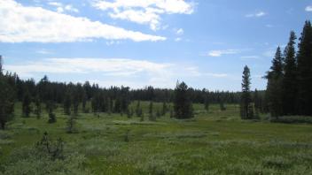 Top of Meadow