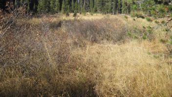 Top of Meadow