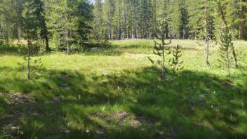 Top of Meadow