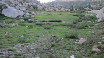 Top of Meadow