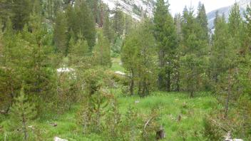 Top of Meadow