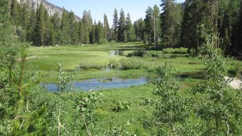 Top of Meadow