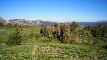 Top of Meadow