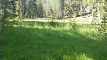 Top of Meadow