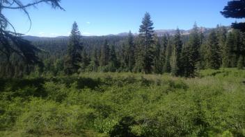 Top of Meadow