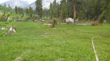 Top of Meadow