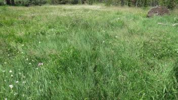 Top of Meadow