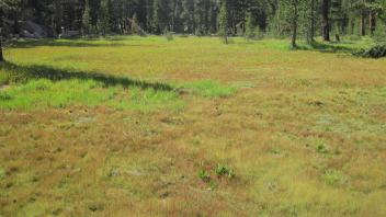 Top of Meadow