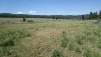 Top of meadow (main channel)