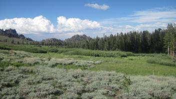 Top of meadow - all willow with sage encroachment