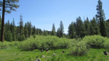 Top of meadow looking east