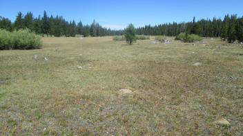 Top of meadow looking north
