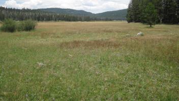 Top of meadow looking northeast