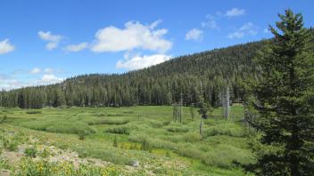 Top of meadow, from above