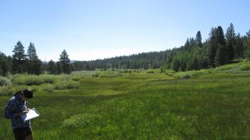 Top of meadow, looking east