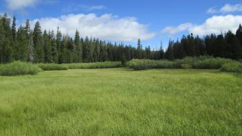 Top of meadow, looking north