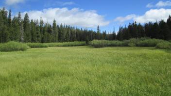 Top of meadow, looking north