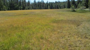 Top of meadow, second section, looking east