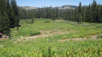 Top of meadow