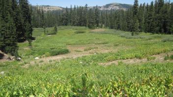 Top of meadow