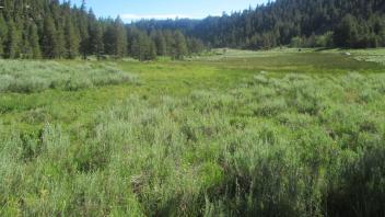 Top of meadow