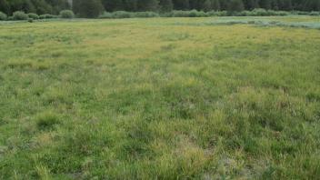 Top of meadow