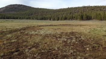 Transect 1 (downstream)