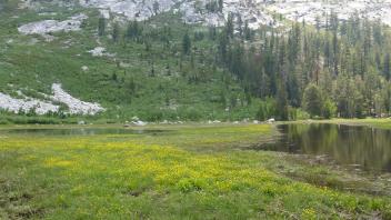 Transect 1 (left to right)
