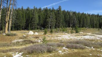 Transect 1 (left to right)