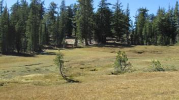 Transect 1 (left to right)
