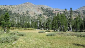 Transect 1 (left to right)