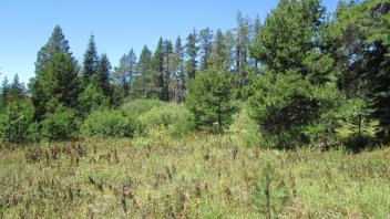 Transect 1 (left to right)