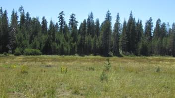 Transect 1 (left to right)