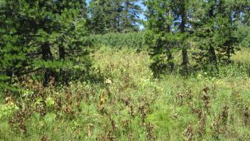 Transect 1 (right to left)