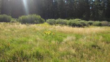 Transect 1 (right to left)