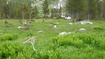 Transect 1 Overview (left to right)