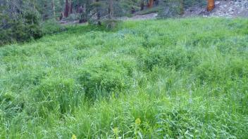 Transect 1 Overview (left to right)