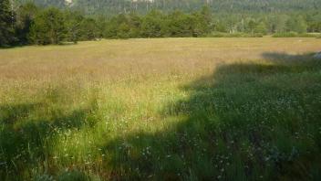 Transect 1 Overview (right to left)