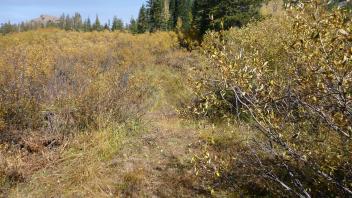 Transect 1 Overview