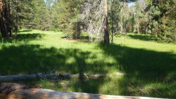 Transect 1 Right to Left across meadow