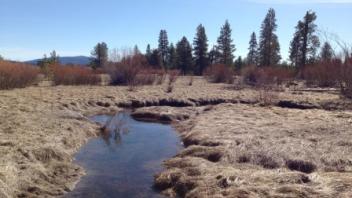 Transect 1 Side Channel (downstream)