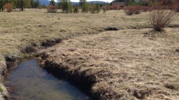 Transect 1 Third Stream Crossing (downstream)