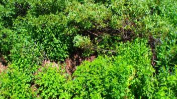 Transect 1, channel 2 left to right