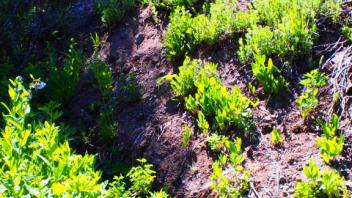 Transect 1, channel 2 right to left
