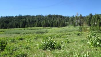 Transect 1, left to right