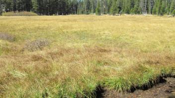 Transect 1, right to left